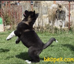 En Kaliteli Amerikan Akita Inu Bebekleriniz 2