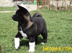 En Kaliteli Amerikan Akita Inu Bebekleriniz 3