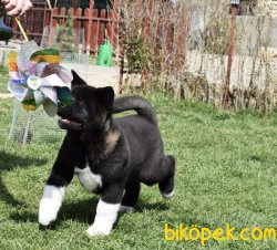 En Kaliteli Amerikan Akita Inu Bebekleriniz 1
