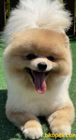 En Kaliteli Ayı Surat Gerçek Foto Boo Pomeranian 2