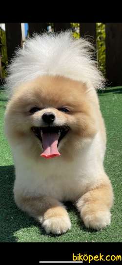 En Kaliteli Ayı Surat Gerçek Foto Boo Pomeranian 3