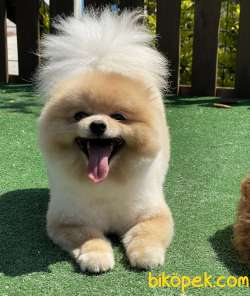 En Kaliteli Ayı Surat Gerçek Foto Boo Pomeranian 1