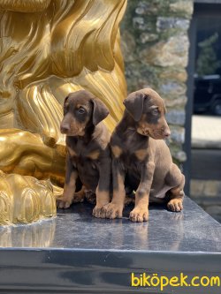 En Kaliteli En Özel Dobermann Yavrularımız 2