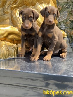 En Kaliteli En Özel Dobermann Yavrularımız 4