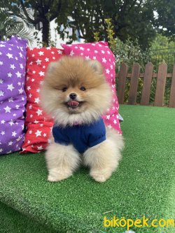 En Kaliteli Gerçek Boo Pomeranian Secereli Yavrumuz 1