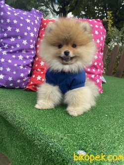 En Kaliteli Gerçek Boo Pomeranian Secereli Yavrumuz 3