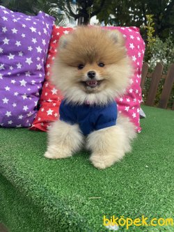En Kaliteli Gerçek Boo Pomeranian Secereli Yavrumuz 2