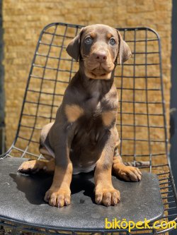 En Kaliteli Kızıl  Dobermann Bebeklerimiz 3