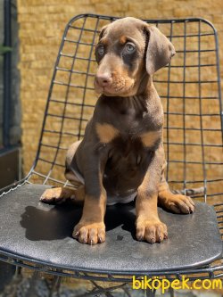 En Kaliteli Kızıl  Dobermann Bebeklerimiz 2