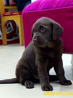 En Kalıteli LABRADOR RETRIEVER YAVRULARIMIZ 3