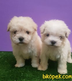 En Kaliteli Maltipoo Yavruları Orjinal 1