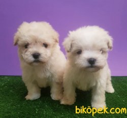 En Kaliteli Maltipoo Yavruları Orjinal 3