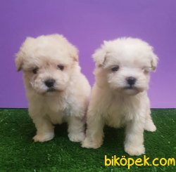 En Kaliteli Maltipoo Yavruları Orjinal 4
