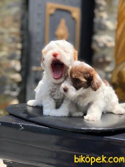 En Kaliteli Maltipoo Yavrularımız 1