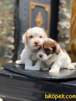 En Kaliteli Maltipoo Yavrularımız 3