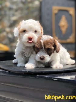 En Kaliteli Maltipoo Yavrularımız 2