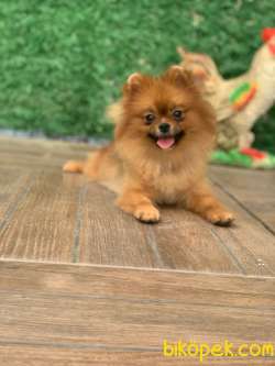 EN KALİTELİ POMERANİAN BOO BURADA 3