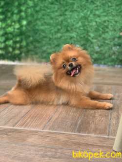 EN KALİTELİ POMERANİAN BOO BURADA 2
