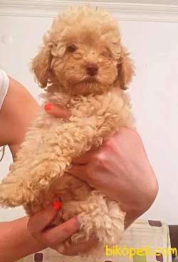 EN KALİTELİ POODLE YAVRULAR 3