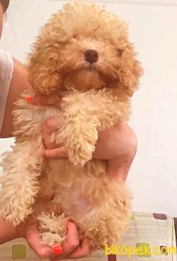 EN KALİTELİ POODLE YAVRULAR 2