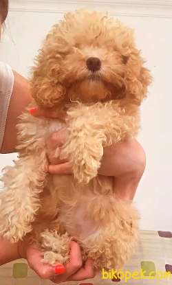 EN KALİTELİ POODLE YAVRULAR 5