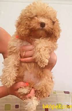 EN KALİTELİ POODLE YAVRULAR 4