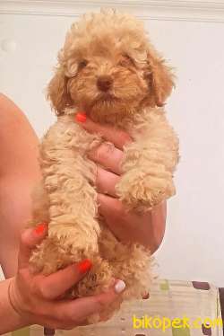 EN KALİTELİ POODLE YAVRULAR 1