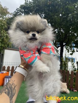 En Kaliteli Teddy Bear Secereli Ayı Surat 2