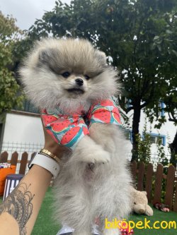 En Kaliteli Teddy Bear Secereli Ayı Surat 3