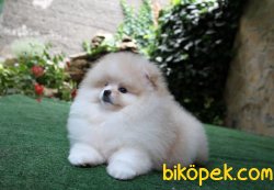 En Kaliteli Teddy Bear Secereli Yavrumuz 3