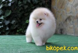 En Kaliteli Teddy Bear Secereli Yavrumuz 2