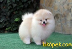 En Kaliteli Teddy Bear Secereli Yavrumuz 1
