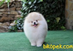En Kaliteli Teddy Bear Secereli Yavrumuz 4