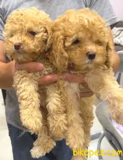 EN KALİTELİ TOY POODLE YAVRULAR 3
