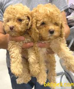 EN KALİTELİ TOY POODLE YAVRULAR 1
