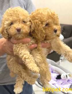 EN KALİTELİ TOY POODLE YAVRULAR 2