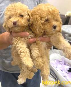 EN KALİTELİ TOY POODLE YAVRULAR 4