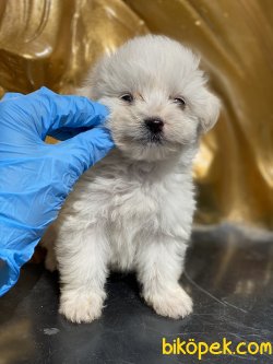 En Kaliteli Xs Maltese Terrier Bebeklerimiz 3