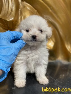 En Kaliteli Xs Maltese Terrier Bebeklerimiz 1