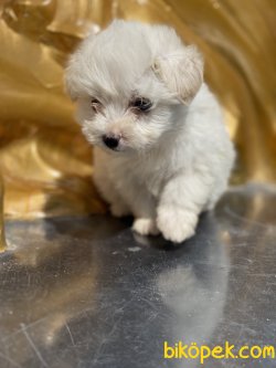 En Kaliteli Xs Maltese Terrier Bebeklerimiz 2