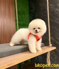 En Kalitelisini İsteyene Mağazamızdan Pomeranian BOO Yavrularımız 3