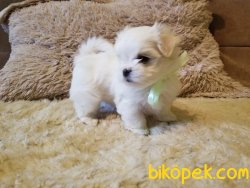En Mini Boy Maltese Terrier Bebeklerimiz 3
