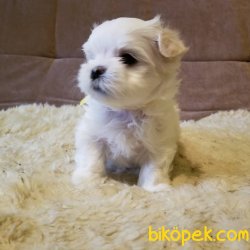 En Mini Boy Maltese Terrier Bebeklerimiz 2