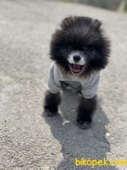 En Mini Boy Pomeranian Nadir Renk Köpeğimiz 1