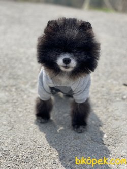 En Mini Boy Pomeranian Nadir Renk Köpeğimiz 2