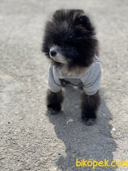 En Mini Boy Pomeranian Nadir Renk Köpeğimiz 3