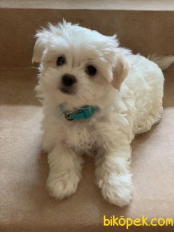 En Minik Boy Maltese Terrier Yavrularımız 2