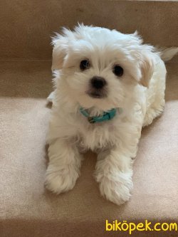 En Minik Boy Maltese Terrier Yavrularımız 1