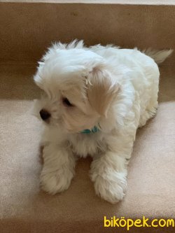 En Minik Boy Maltese Terrier Yavrularımız 3