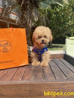 En Minik Toy Poodle Anne Baba 3,5 Kg 2